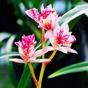 兰花国宝级,好养易活浓香型养兰人的最爱