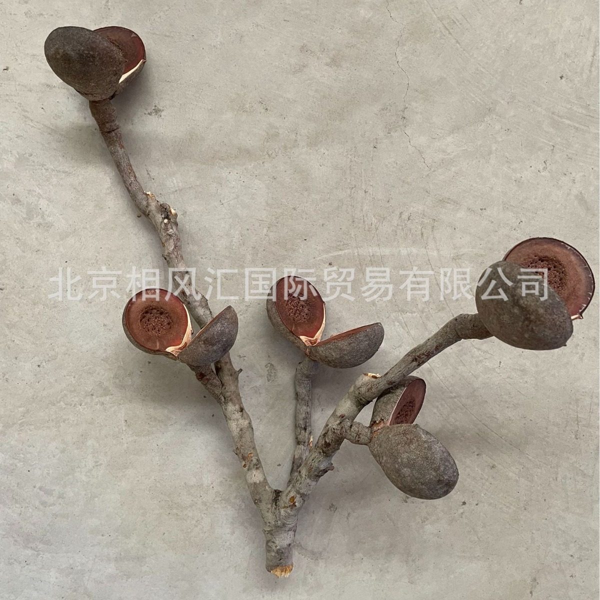 【哈克木】进口干花干果天然植物家居装饰插花抖音网红畅销品,模玩/动漫/周边/娃圈三坑/桌游,文化/体育周边,淘宝优惠券,粉丝福利购,淘宝优惠卷