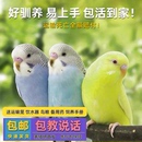 鹦鹉活鸟活物家养宠物小鸟云斑鹦鹉中小型会说话手养虎皮鹦鹉包活
