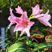 耐阴君子红 庭院易养白肋朱顶红 喇叭花盆栽 百支莲 土朱顶红 包邮