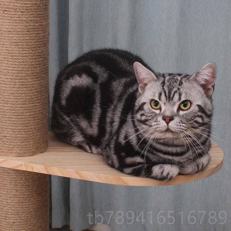 高档猫奴顶天立地猫爬架通天柱一猫咪体通天柱实木猫架子猫窝树猫