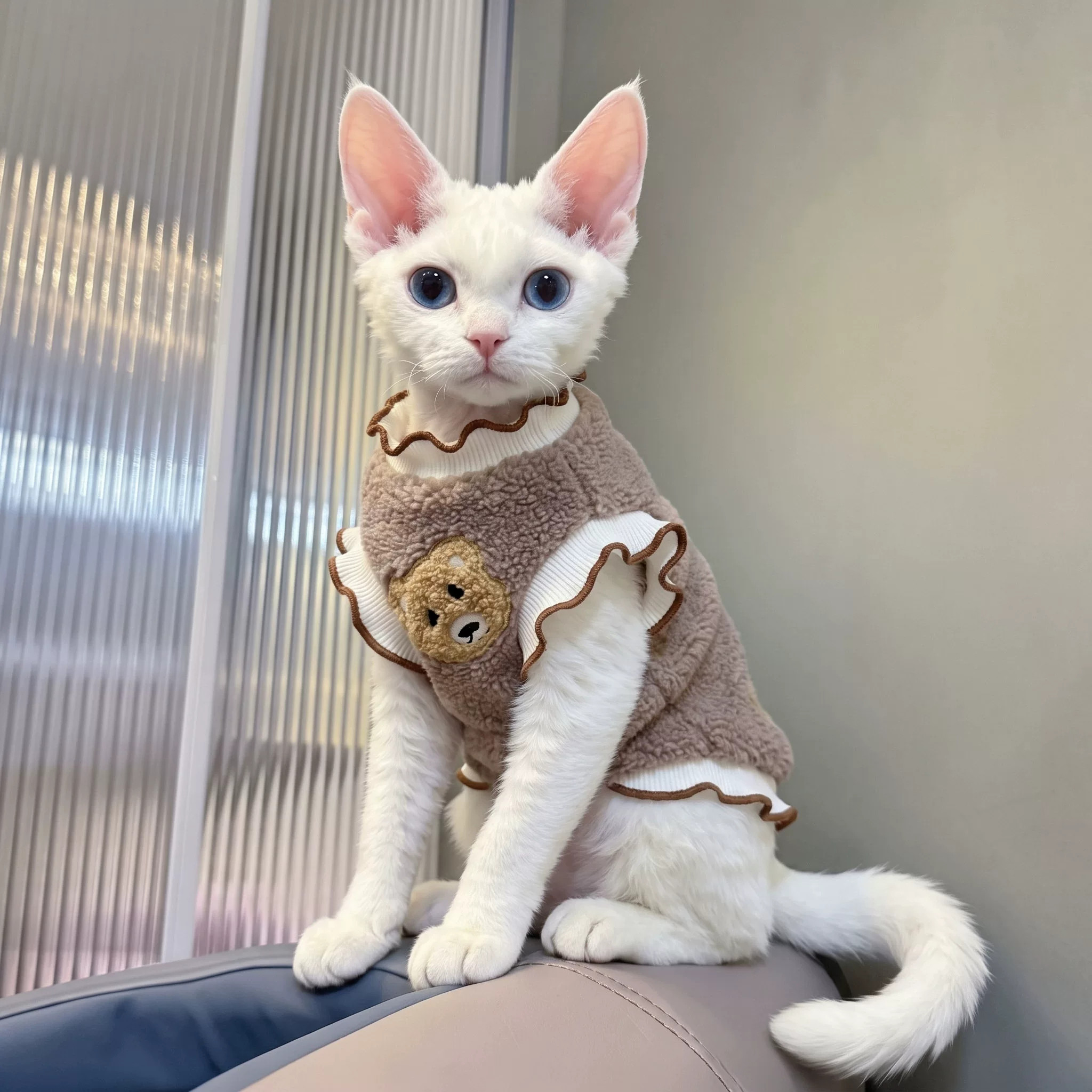 宠物猫咪衣服德文猫阿比西尼亚