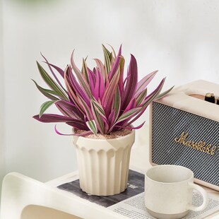 紫露兰盆栽办公室内前台桌面花镜植物客厅四季好养W绿植油画吊兰