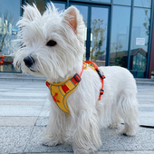 狗狗牵引a绳胸背带遛狗遛猫小狗外出神器防挣脱背心式 宠物背带比