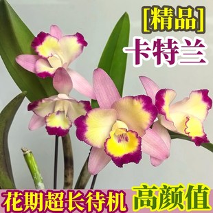 精品东南亚优质卡特兰花苗盆栽室内外办公室阳Q台桌面花卉好养绿
