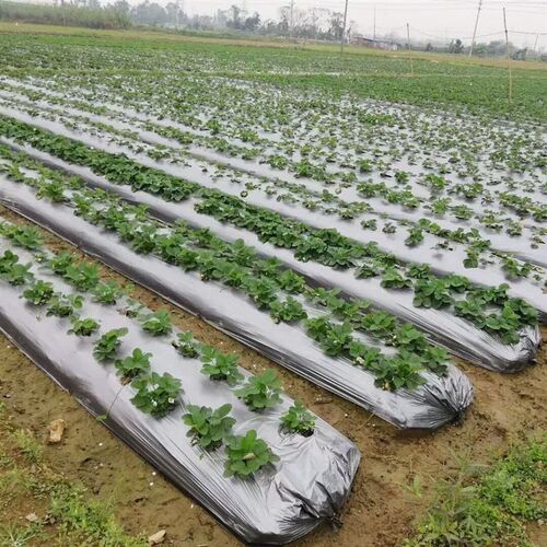 银黑地膜反光双色塑料p薄膜果树果园保温保湿老化加厚除草农用种