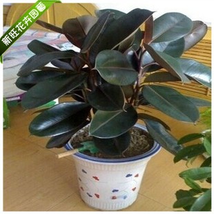 橡皮树盆栽 大 橡皮树小苗 盆景 橡皮树苗 黑U金刚 室内盆栽