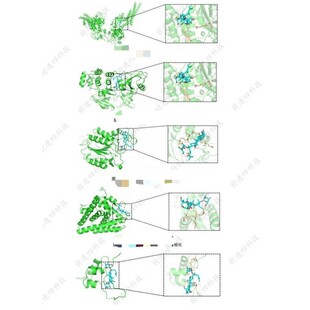 专业分子对接  网络药理学  autodock、vina代做
