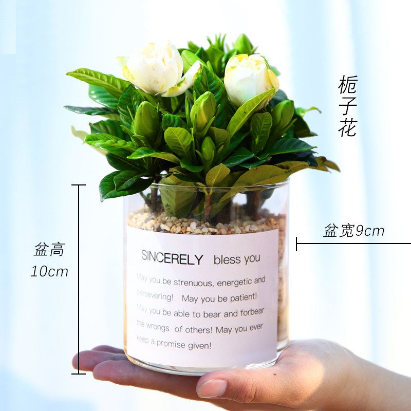 发财树长寿栀子花桌面绿植小花卉盆栽植物室内易活好X养多肉含羞
