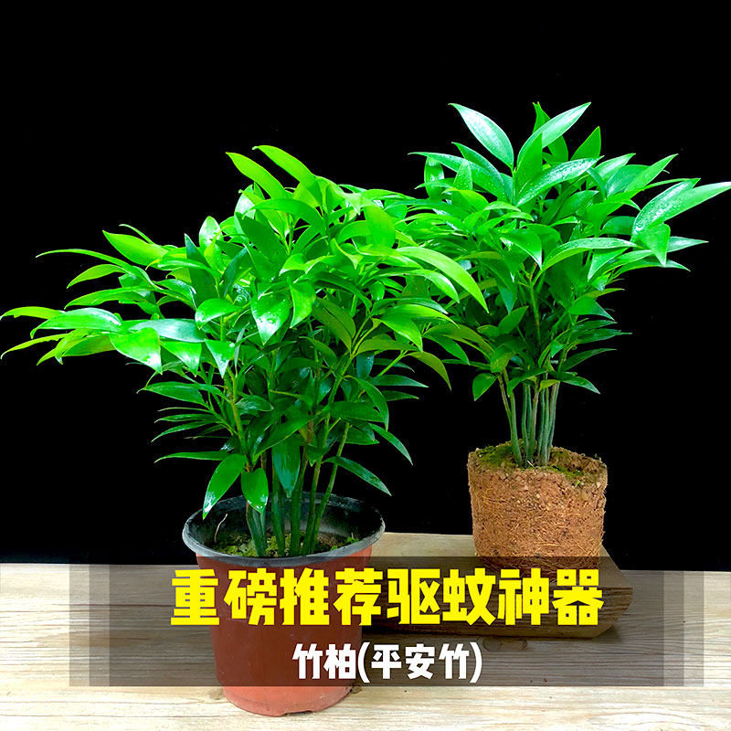 书房客厅摆件竹k柏盆栽树苗室内植物平安竹四季常青花草包邮