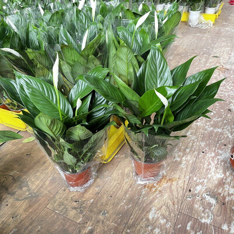 一帆风顺白掌盆栽土培水培绿植花A卉开花室内办公室耐阴好养吸甲