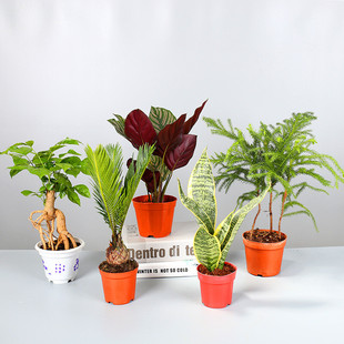 绿萝小盆栽发财树室内桌面小绿植幸福树盆栽薰衣草鼠尾草盆栽花卉