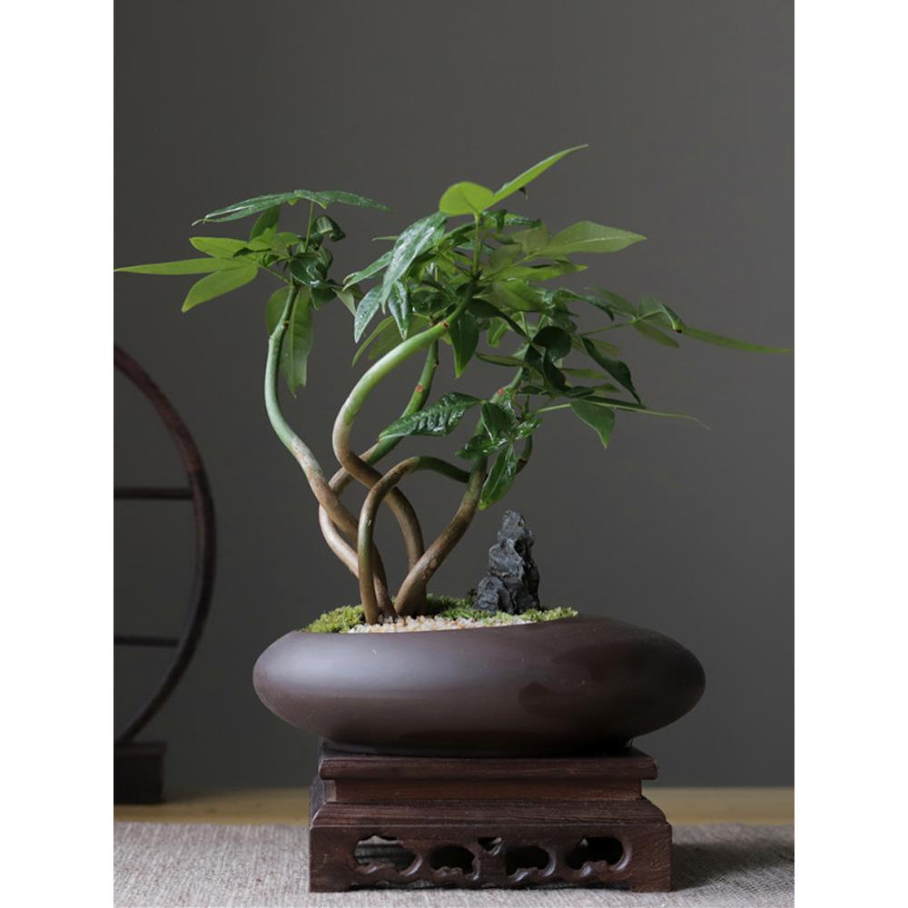 五福发财树盆栽室内植物办公桌书房茶几禅意盆景乔迁开业摆件绿植