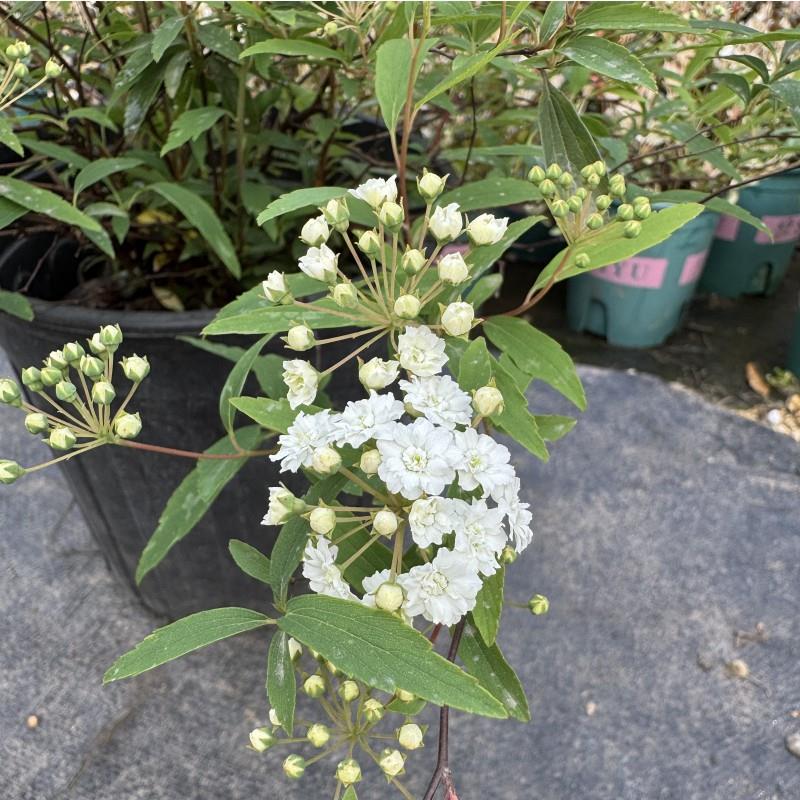 重瓣绣线 线菊 八重小手球花卉绿植盆栽苗 阳台庭院易养植物耐寒