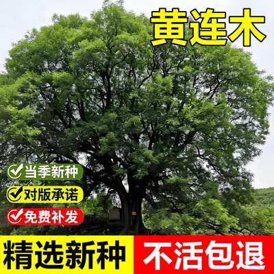 当年新采黄连木种子鸡冠木黄楝树楷树多年生耐贫瘠落叶乔木树种子