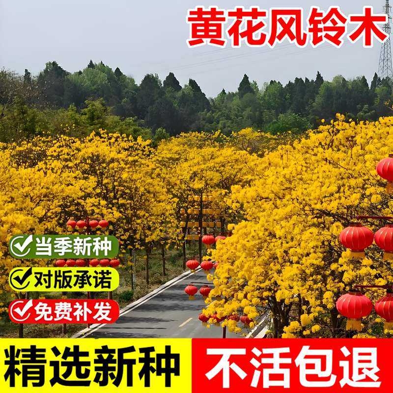 当年新采黄花风铃木种子黄钟木绿化林木树种籽红花风铃木风景树种