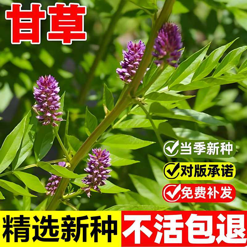 当年新采甘草种子红皮甘草种籽耐寒抗旱易种植中药材甜根子草种籽