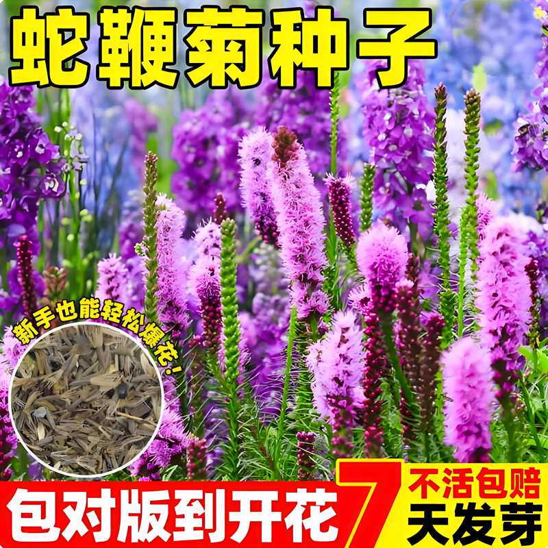 蛇鞭菊花种子多年生宿根麒麟菊猫尾花室外景观花海室内