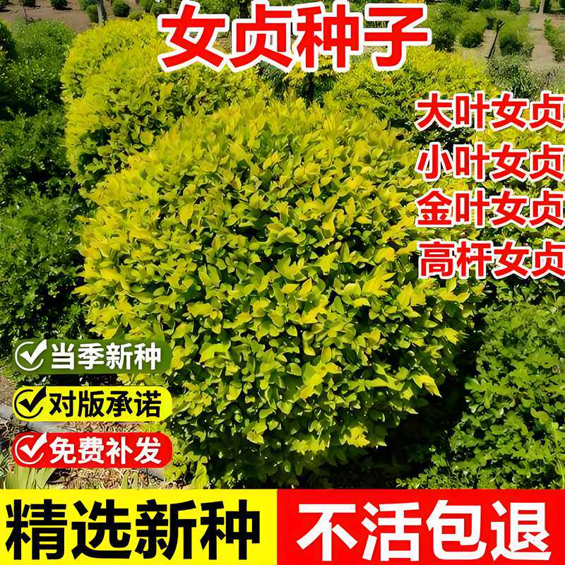 新采女贞种子小叶女贞籽大叶女贞树种四季常绿篱笆墙绿化灌木种籽
