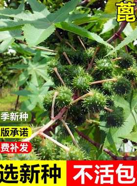 当年新采蓖麻种子饱满大蓖麻子油中药材八麻子草麻草质灌木种子
