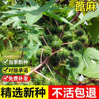 当年新采蓖麻种子饱满大蓖麻子油中药材八麻子草麻草质灌木种子