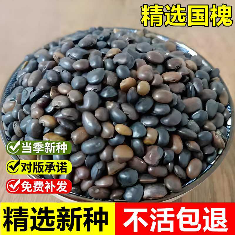 当年精选国槐种子多年落叶生乔木室外庭院景观绿化观赏林木种籽子