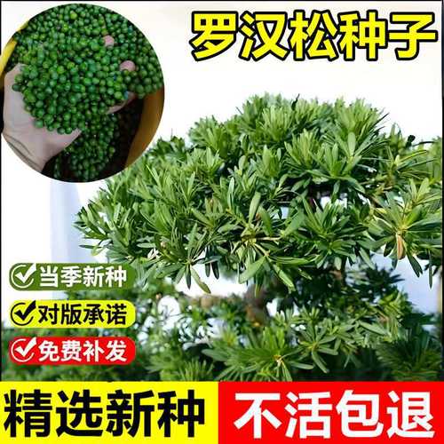 当年新采罗汉松种子罗汉杉金钱松罗汉杉景观盆景造型乔木树种子籽