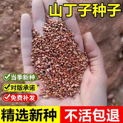 当年新采山丁子种子林荆子山定子山荆子嫁接苹果树砧木落叶乔木树