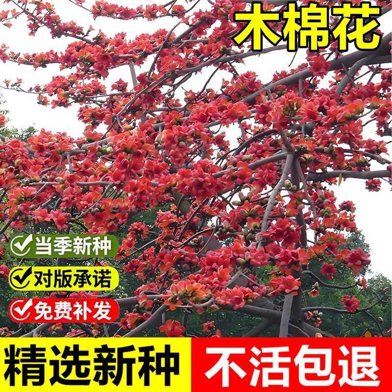 当年新采木棉树种子木棉花英雄树攀枝花美人树红棉落叶乔木树种籽