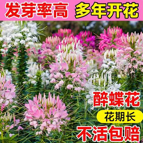 醉蝶花种子打造室外美丽乡村景观花海庭院花园阳台盆栽花卉种籽