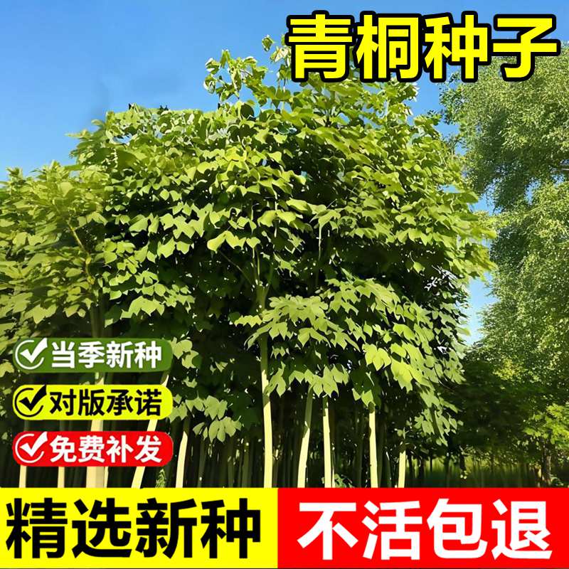 当年新采梧桐树种子青桐种子桐麻碧梧庭院绿化公园落叶乔木行道树