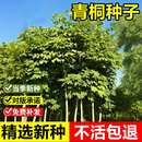 当年新采梧桐树种子青桐种子桐麻碧梧庭院绿化公园落叶乔木行道树