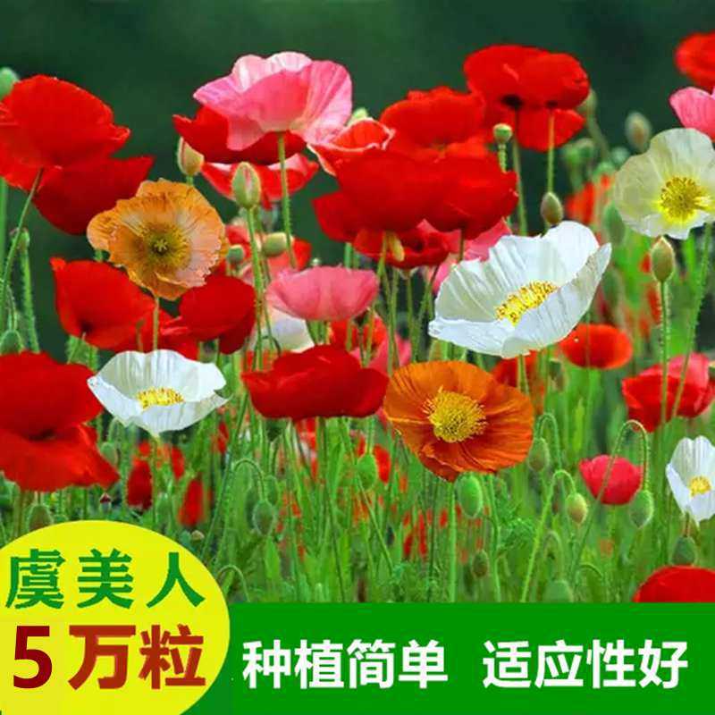 虞美人花种子打造室外美丽乡村景观花海阳台盆栽四季种植花卉种籽