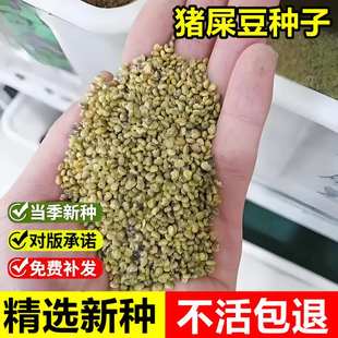 当年新采猪屎豆种子护坡固土草籽生坡复绿工程绿化耐贫瘠灌木种籽