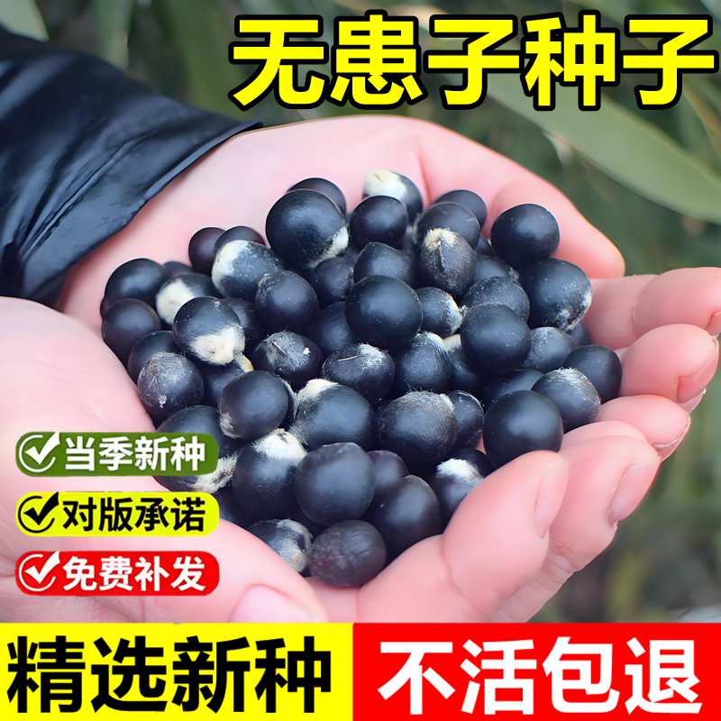 当年新采无患子种子洗手果油罗树目浪树黄目树苦患树油患子木患子