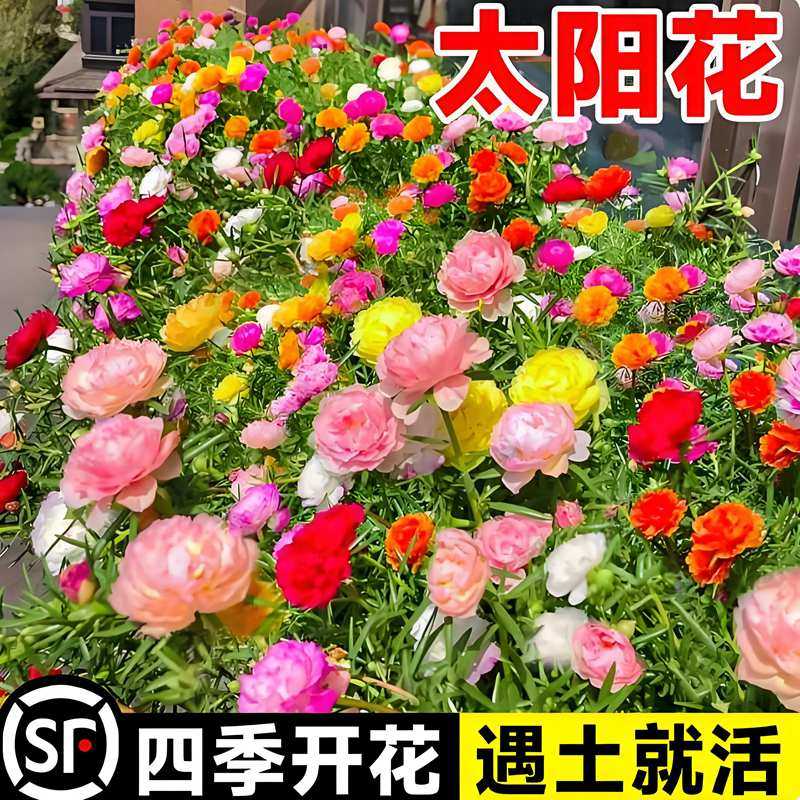 重瓣太阳花种子室外打造美丽乡村景观花海室内阳台盆四季种花种籽