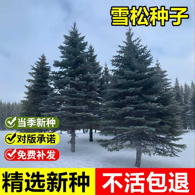 当年新采雪松种子香柏宝塔松番柏刺松塔松耐寒四季常绿乔木树种籽