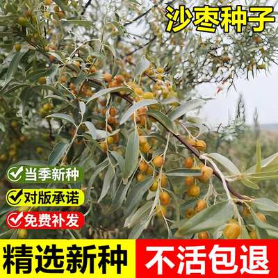 当年新采沙枣种子七里香刺柳耐寒耐贫瘠抗旱固沙土落叶乔木树种籽