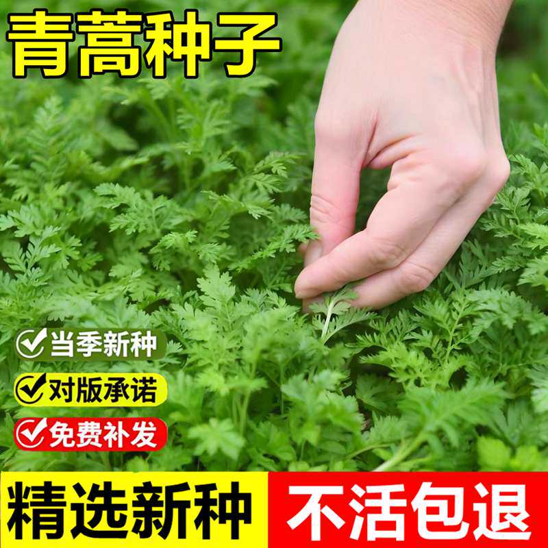 当年新采青蒿种子蒿子臭蒿香蒿驱蚊草青蒿一年生耐旱草本植物种子