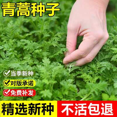 当年新采青蒿种子蒿子臭蒿香蒿驱蚊草青蒿一年生耐旱草本植物种子