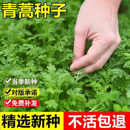 当年新采青蒿种子蒿子臭蒿香蒿驱蚊草青蒿一年生耐旱草本植物种子