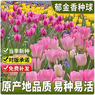 郁金香种球水培花卉植物室内室外春天开花种球盆栽花土培水养好活
