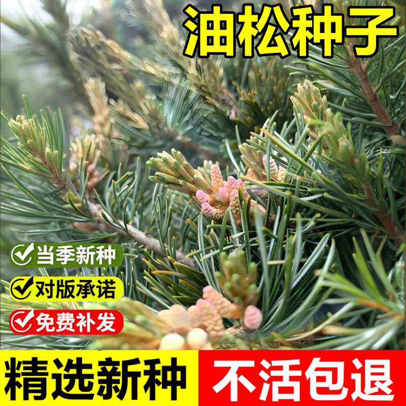 当年新采油松种子巨果油松紫翅油松东北黑松短叶松常绿乔木树种籽