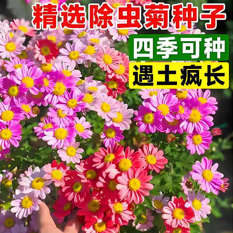 除虫菊花种子夏季驱蚊除虫多年生宿根阳台盆栽花卉四季易种花种籽 - 兮月园艺旗舰店出品