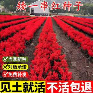 矮一串红花种子高串红炮仗红室外花坛景观阳台盆栽易种植花卉种籽
