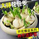漳州水仙花种球水养花卉球根大球室内外阳台盆栽冬季 水培花卉植物