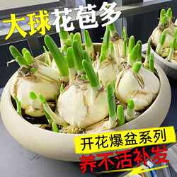 漳州水仙花种球水养花卉球根大球室内外阳台盆栽冬季水培花卉植物