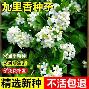 当年新采九里香种子十里香千里香月橘青木香多年生观赏型常绿灌木