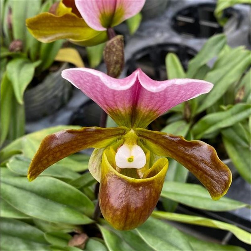 万峰绿缘兜兰花 白旗红旗花期长大花室内桌面绿植盆栽