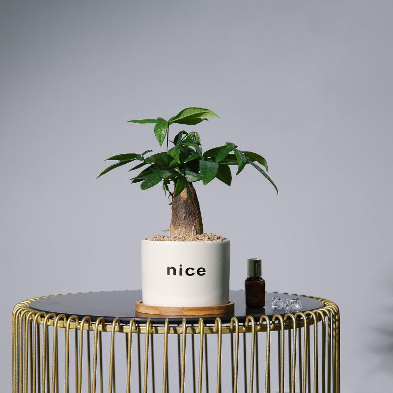 发财树盆栽植物室内办公室桌面花卉卧室水培小绿植室内盆栽植物